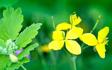 Uso de Celandine para eliminar las verrugas