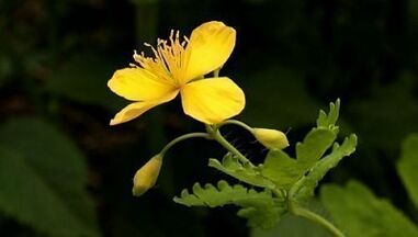 Eliminar las verrugas con Celandine